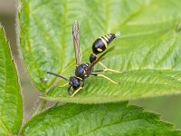 Eumenes pedunculatus