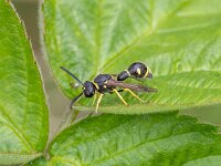 Eumenes pedunculatus 2, Urntjeswesp, Saxifraga-Bart Heijne : 2025, Engbertsdijksvenen, Eumenes, Eumenes pedunculatus, Hymenoptera, Vespidae, insect, juni, plooivleugelwespen, urntjeswesp, zomer