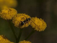 Formica fusca 12, Grauwzwarte renmier, Saxifraga-Jan van der Straaten