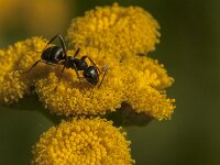Formica fusca 14, Grauwzwarte renmier, Saxifraga-Jan van der Straaten