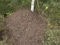 Formica rufa 10, Behaarde rode bosmier, nest, Saxifraga-Willem van Kruijsbergen