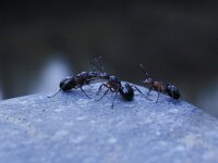 Formica rufa 2, Behaarde rode bosmier, Saxifraga-Pieter van Breugel