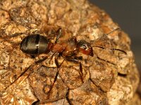 Formica rufa 08 : Formica polyctena, Behaarde bosmier