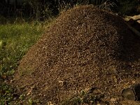 Formica rufa 5, Behaarde rode bosmier, Saxifraga-Jan van der Straaten