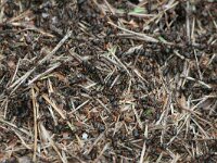 Formica rufa 8, Behaarde rode bosmier, Saxifraga-Bart Vastenhouw