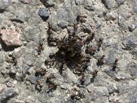 Formica rufa 9, Behaarde rode bosmier, Saxifraga-Roel Meijer : Collaboration, Cooperation, Teamwork