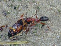 Formica sanguinea 10, Bloedrode roofmier, Vlinderstichting-Ab H Baas