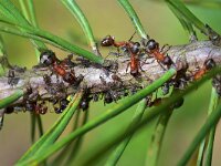 Formica sanguinea 11, Bloedrode roofmier, Saxifraga-Tom Heijnen