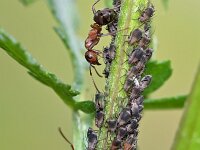 Formica sanguinea 13, Bloedrode roofmier, Saxifraga-Tom Heijnen