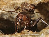 Formica sanguinea 7, Bloedrode roofmier, Saxifraga-Ab H Baas