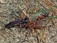 Formica sanguinea 098_11K : Formica sanguinea, slavemaker ant