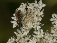 Gorytes sp 3, Saxifraga-Jan van der Straaten