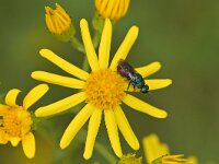 Hedychrum 2, sp Saxifraga-Tom Heijnen