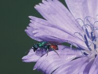 Hedychrum nobile 3, Zandgoudwesp, male, Saxifraga-Frits Bink