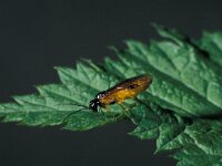 Hemichroa crocea 2, Saxifraga-Frits Bink