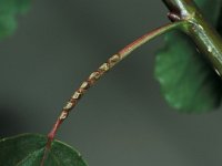 Hemichroa crocea 3, Saxifraga-Frits Bink
