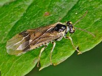 Heterarthrus nemoratus 2, Saxifraga-Ab H Baas