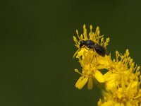 Hylaeus sp 4, Saxifraga-Jan van der Straaten