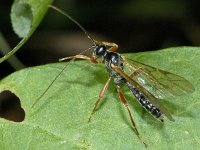 Ichneumonidae #04500 : Ichneumonidae