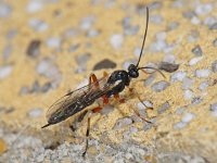 Ichneumonidae #07309 : Ichneumonidae
