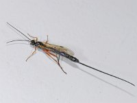 Ichneumonidae #07322 : Ichneumonidae