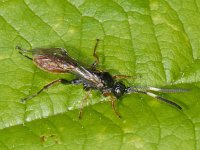 Ichneumonidae #07611 : Ichneumonidae