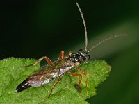 Ichneumonidae sp 17, Saxifraga-Ab H Baas