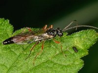 Ichneumonidae sp 18, Saxifraga-Ab H Baas