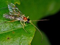 Ichneumonidae sp 20, Saxifraga-Ab H Baas