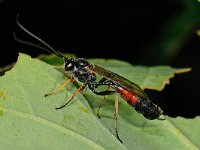 Ichneumonidae sp 21, Saxifraga-Ab H Baas