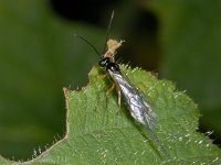 Ichneumonidae #02194 : Ichneumonidae