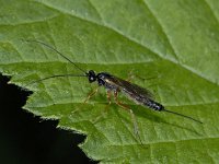 Ichneumonidae #02789 : Ichneumonidae