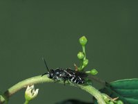 Lasioglossum sexnotatum 2, Zesvlekkige groefbij, female, Saxifraga-Frits Bink