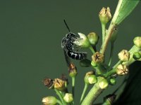 Lasioglossum sexnotatum 3, Zesvlekkige groefbij, male, Saxifraga-Frits Bink
