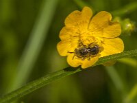 Lasioglossum sp 2, Saxifraga-Jan van der Straaten