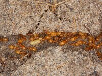 Lasius flavus 7, Gele weidemier, Saxifraga-Luc Hoogenstein : Lunetten