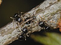 Glanzende houtmier #47093 : Jet ant, Lasius fuliginosus, Glanzende houtmier