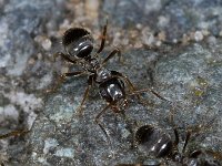 Lasius niger 01 #02724 : Lasius niger, Small black ant, Zwartbruine wegmier