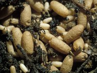 Lasius niger 2, Zwartbruine wegmier, cocoons, Saxifraga-Pieter van Breugel