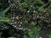 Lasius niger 3, Zwartbruine wegmier, females, Saxifraga-Frits Bink