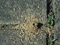 Lasius niger 7, Zwartbruine wegmier, nest, Saxifraga-Frits Bink