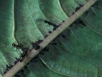Lasius niger 9, Zwartbruine wegmier, Saxifraga-Frits Bink