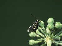 Listrodomus nycthemerus 1, Saxifraga-Frits Bink