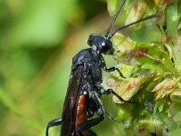 Macrophya annulata, 2 Saxifraga-Ben Delbaere