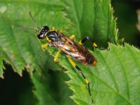 Macrophya montana