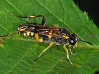 Macrophya montana 3, female, Saxifraga-Ab H Baas