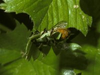 Megachile centuncularis 3, Tuinbladsnijder, Saxifraga-Pieter van Breugel