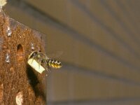 Megachile centuncularis 6, Tuinbladsnijder, female with leaf, Saxifraga-Pieter van Breugel