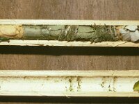 Megachile centuncularis 7, Tuinbladsnijder, nest, Saxifraga-Pieter van Breugel