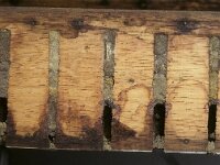 Megachile ericetorum 22, Lathyrusbij, nest, Saxifraga-Pieter van Breugel